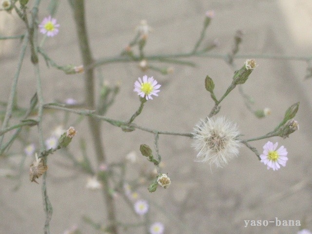 e0025300_18341561.jpg