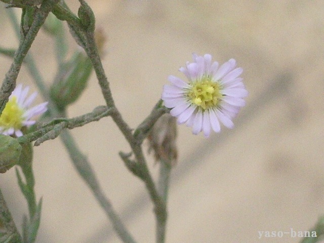 e0025300_183826100.jpg