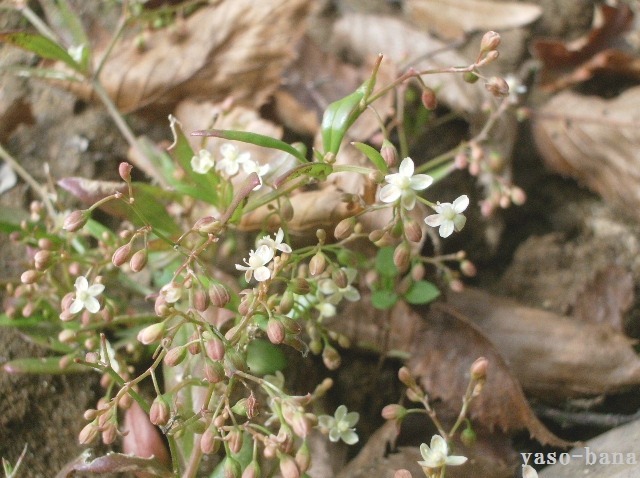 e0025300_18405671.jpg