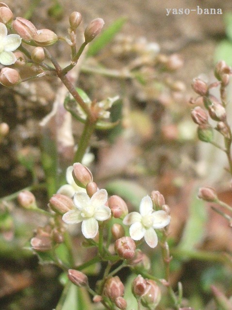 e0025300_1845064.jpg