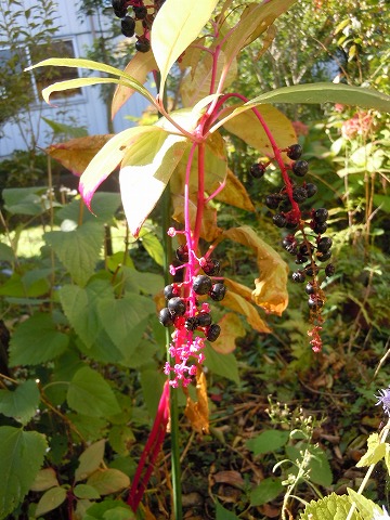 c0117007_20362721.jpg