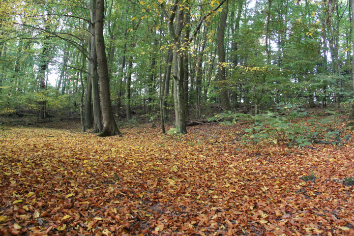 c0153740_1875384.jpg