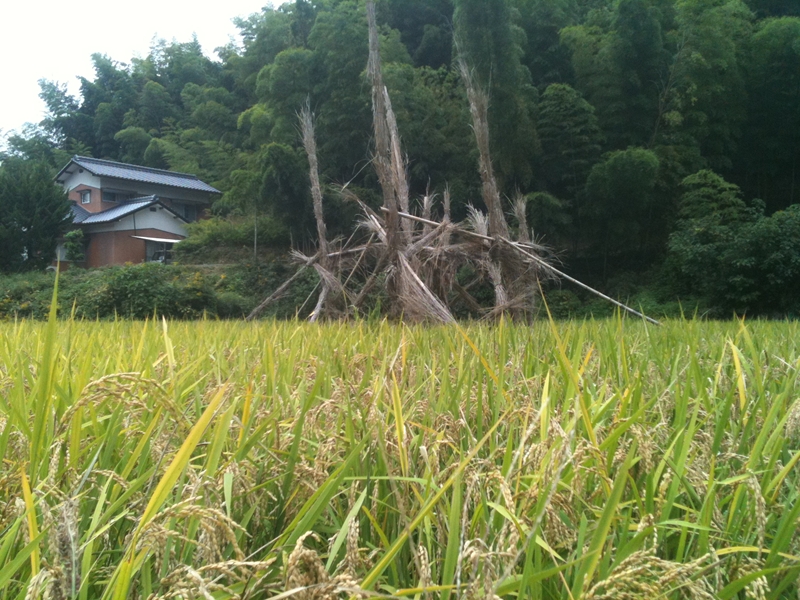 d0003756_2005239.jpg