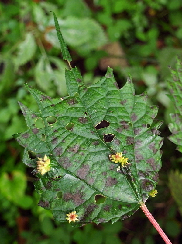 b0130166_2030532.jpg