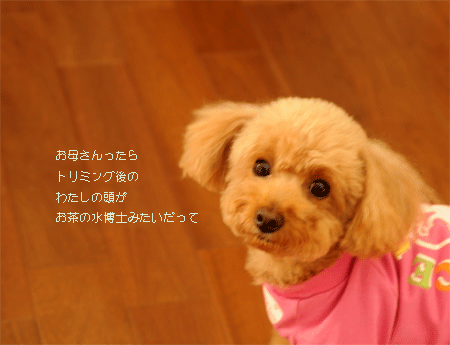 c0196673_14331437.gif