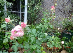 c0078586_891792.jpg