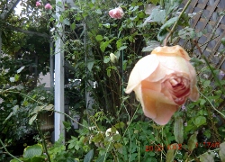 c0078586_894245.jpg