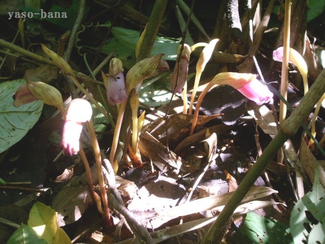 e0025300_15501145.jpg