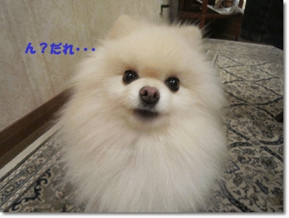 b0167519_223929100.gif