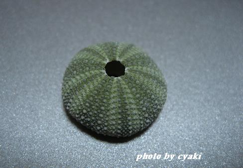 a0078020_2125252.jpg