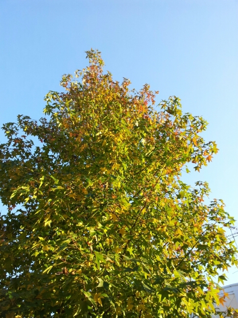 a0146431_13415655.jpg