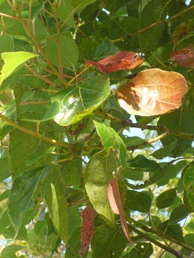 c0237432_1355329.jpg