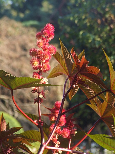 b0089338_8361369.jpg