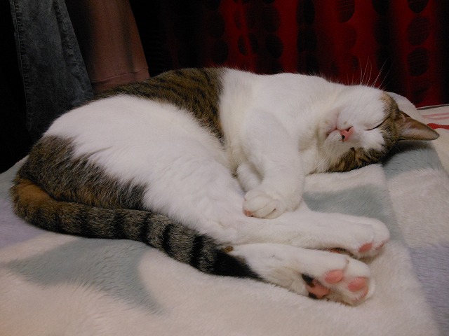 a0150353_041474.jpg
