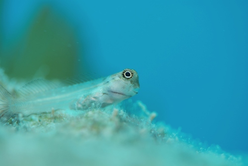 c0181073_2172549.jpg