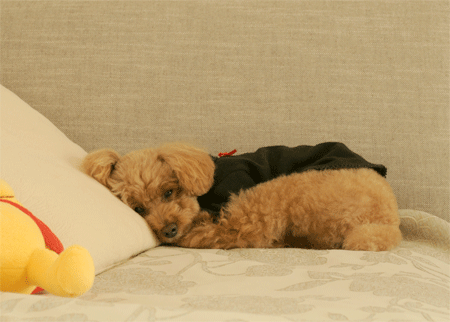 c0196673_8392884.gif