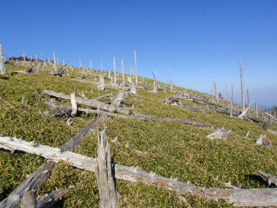 d0182075_57391.jpg