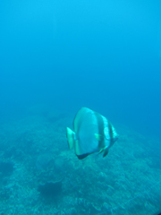 a0062983_11345360.jpg