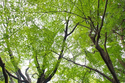 e0145805_17525155.jpg