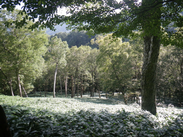 d0006512_2050204.jpg