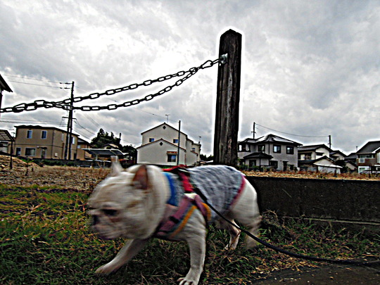a0158613_11321828.jpg