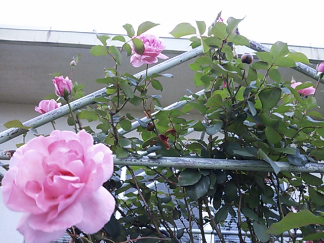 a0211435_13191479.jpg
