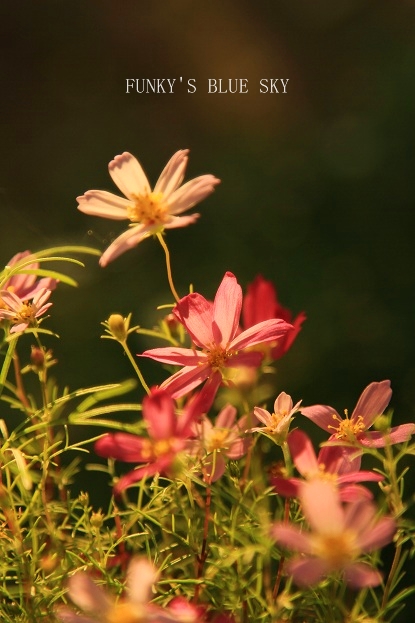 c0145250_9333054.jpg