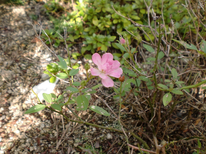 d0154954_11952.jpg