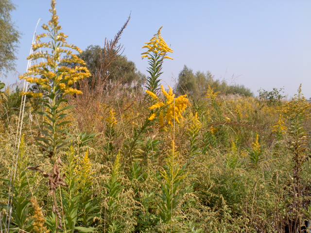 a0132059_054965.jpg