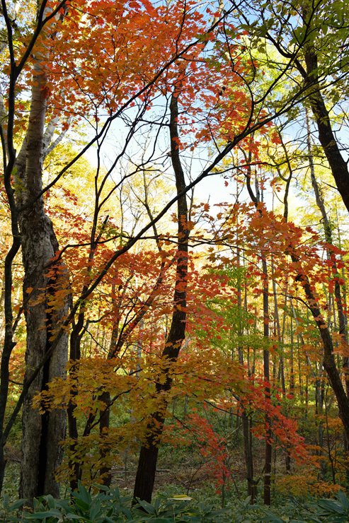 f0222161_9332111.jpg