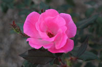c0117570_13484353.jpg