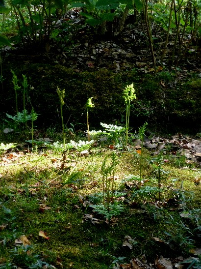 d0084473_14311113.jpg