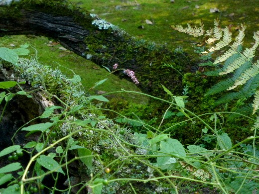 d0084473_1431353.jpg