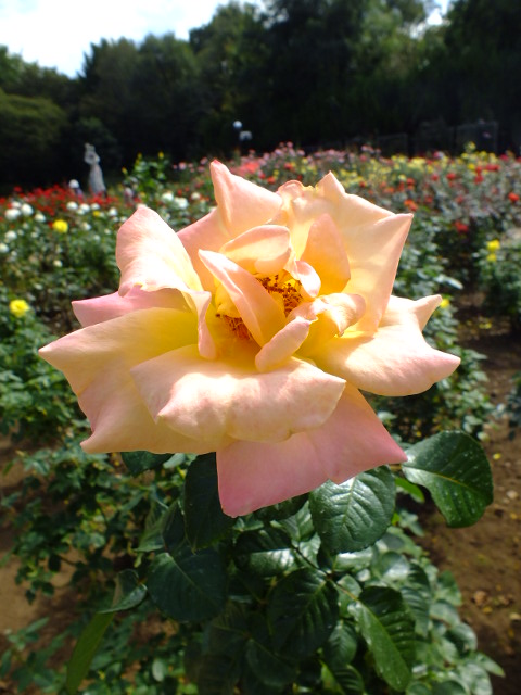e0145782_16104534.jpg