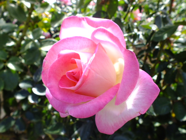 e0145782_16106100.jpg