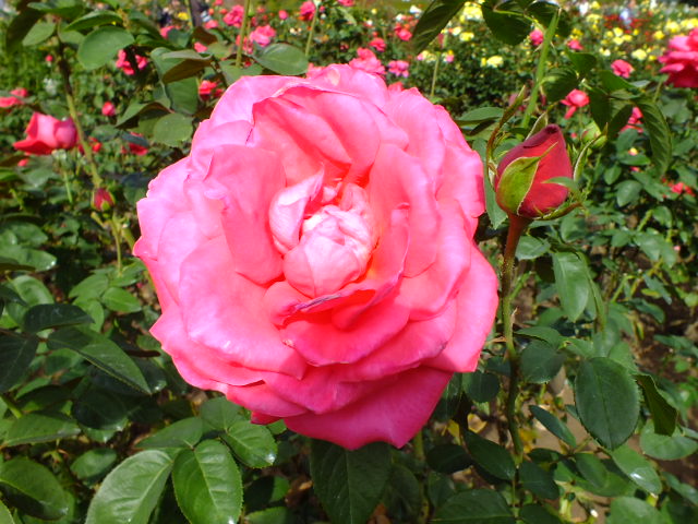 e0145782_1612191.jpg