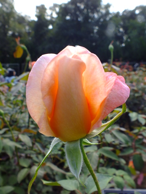 e0145782_1614118.jpg