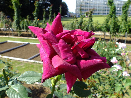 e0145782_1615029.jpg