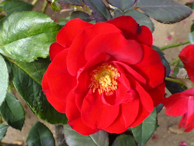 e0145782_16164851.jpg