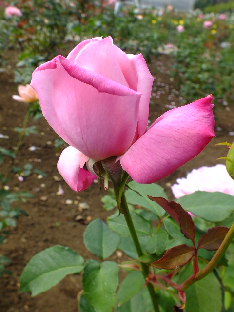 e0145782_1616924.jpg