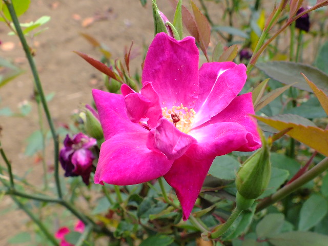 e0145782_16172221.jpg