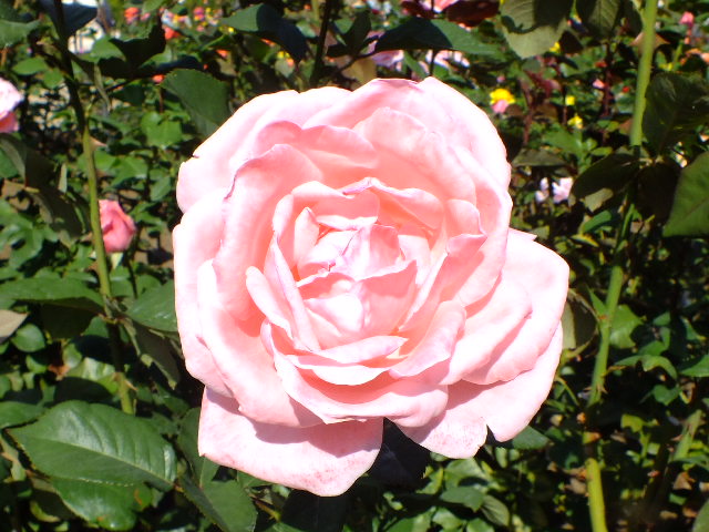 e0145782_1665718.jpg