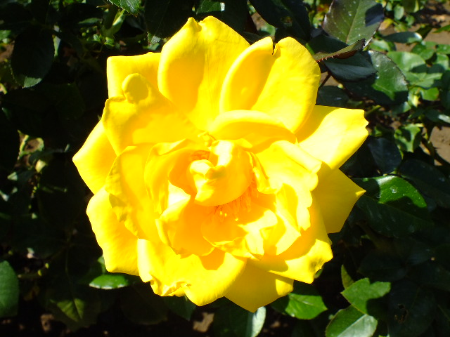 e0145782_1672253.jpg