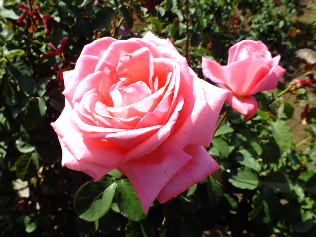 e0145782_1675693.jpg