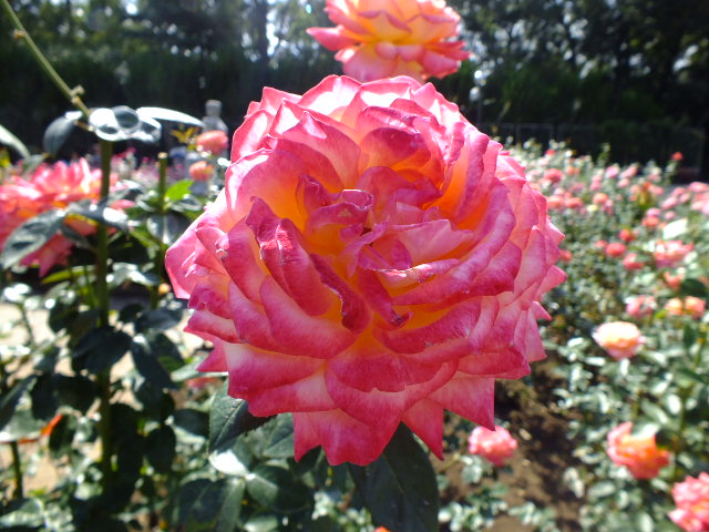 e0145782_1683065.jpg