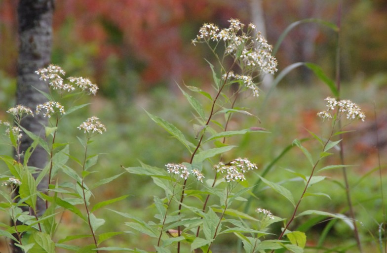 c0144185_22435020.jpg