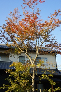 c0155198_22534416.jpg