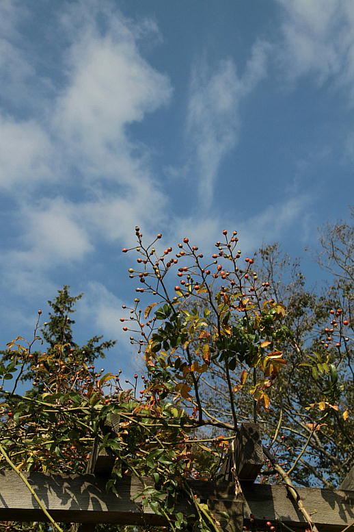 d0166303_23152577.jpg