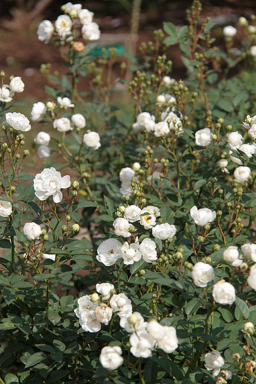 d0166303_237480.jpg