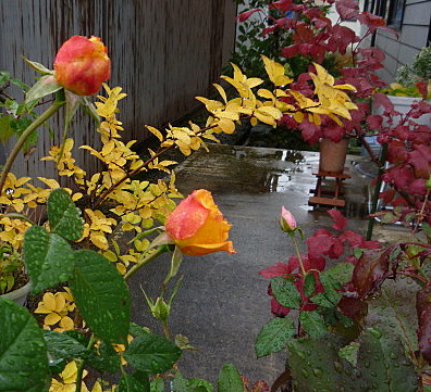 a0214206_22113528.jpg